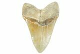 Huge, Serrated, Fossil Megalodon Tooth - North Carolina #365974-2